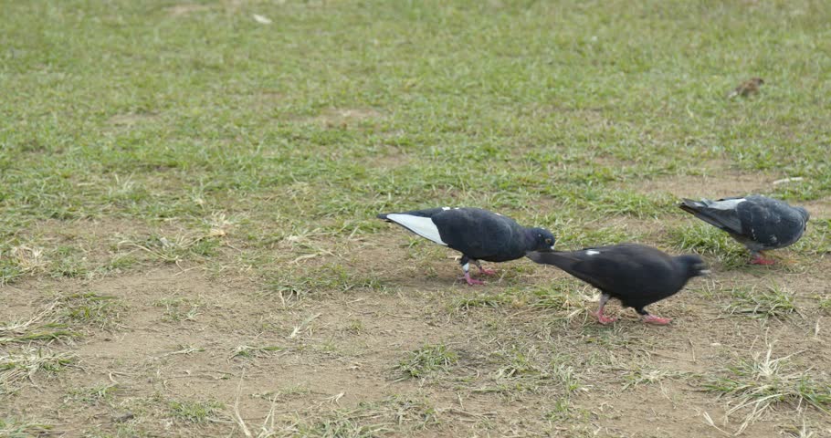Pigeon bird walking on grass