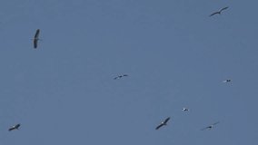 Stork Flying, Crowd of White Birds in Blue Sky, Flock European Birds in Flight