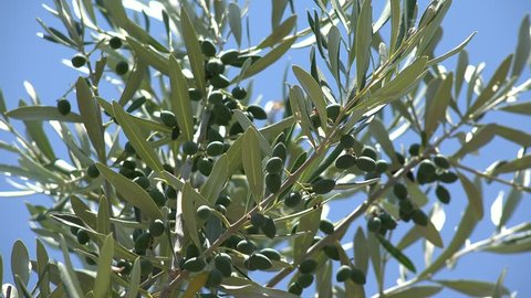 Blooming Russian Olive Tree Branch Stock Footage Video 100 Royalty Free 27736345 Shutterstock