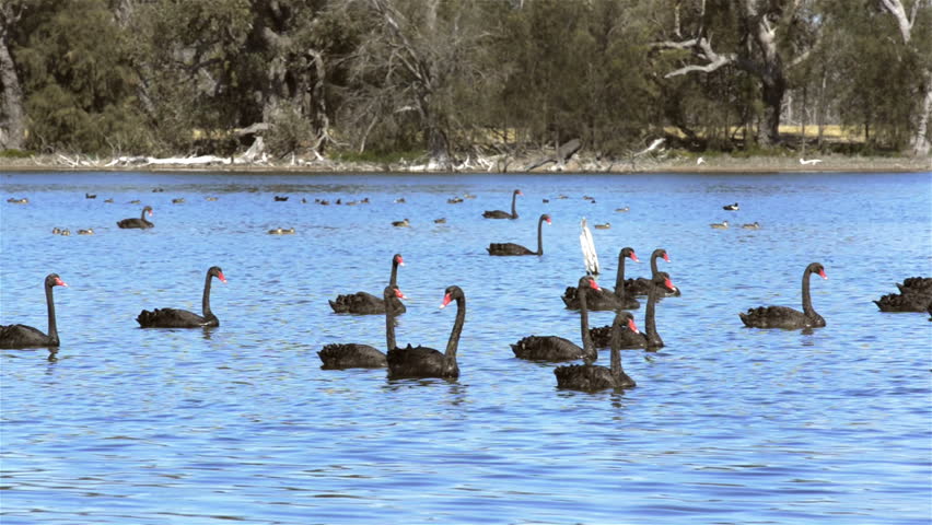 A large flock of wild black swans on a lake in Western Australia.
