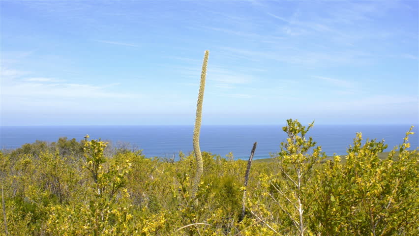 Australian native plants, including a grasstree (Balga) on Cape Naturaliste,