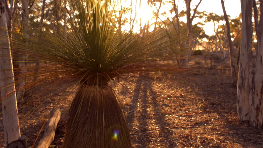 Tracking shot of a grasstree (Balga) at sunrise, with the long shadows of the