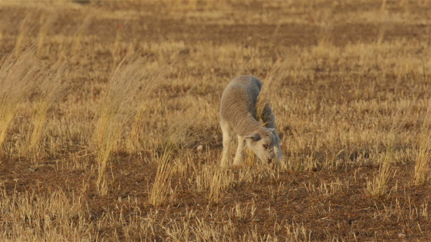 A cute young lamb grazing in the dry grass of a paddock in the Australian