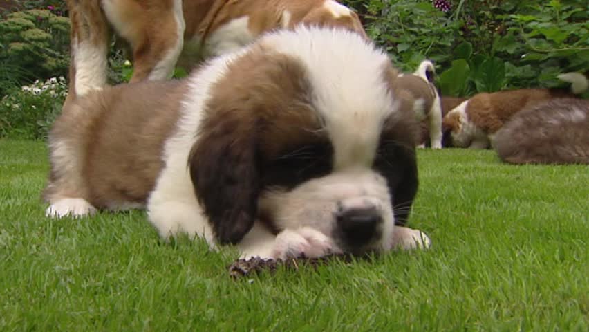 St. Bernard Family Pup (6 Stock Footage Video (100% Royalty-free ...