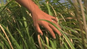 Womans Hand Touching Tall Green Grass, Philippines