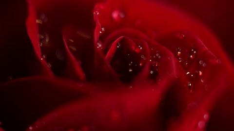 Super macro Slowly revolving deep red rose whit crystal clear water drops on it