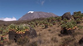 Senecio Tree and Mt. Kilimanjaro, with 5.895 m Uhuru Peak Africas highest mountain as well as worlds highest free-standing mountain. Video footage from the old
