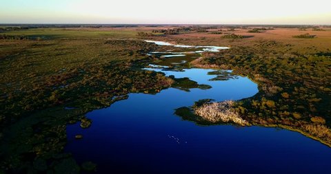 Aerial image of Herons nest colony in the Pantanal Biome. Vertical panoramic goes up. Birds flies over blue water. Flooded primary vegetation on a Green forest area. Mato Grosso do Sul state, Central-