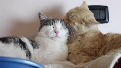 Two cute cats, called Red & Toby, two brothers, are in their little bed. Both cats are relaxing, and the red one is licking the white one.