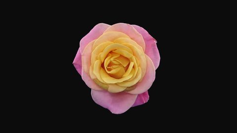 Time-lapse of dying pink-yellow Miss Piggy rose 2x3 in RGB + ALPHA matte format isolated on black background, top view
