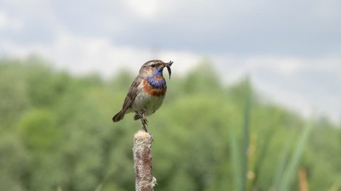 Bird Bluethroat (Luscinia svecica) male caught an insect for its chick, sits on the cattail and tweets