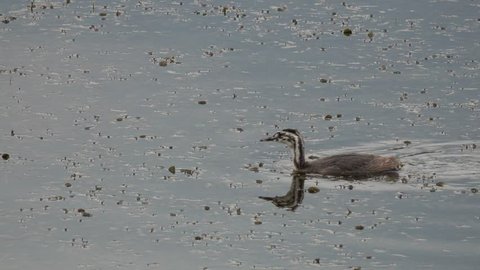 Young Great crested grebe (Podiceps cristatus) bird swims on the water in the city park pond