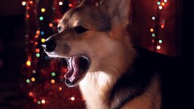 2018 Year of the Dog! Happy New Year and Merry Christmas! Happy holiday!