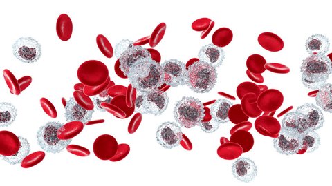 Anatomically correct Erythrocytes and Monocyte cells flowing in the blood stream on a white background.