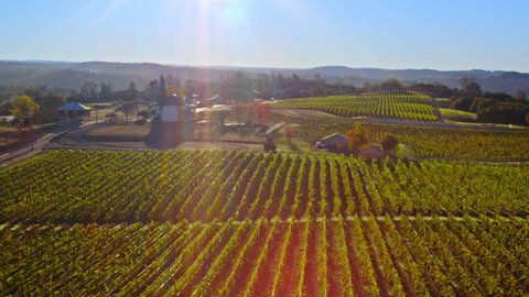4k stunning Aerial of vineyards and fall trees in Northern California in autumn, early in the day. Rows of Grapes. Stock footage.