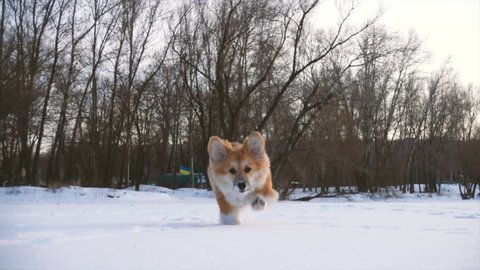 little funny corgi fluffy puppy walking outdoors at the winter day
