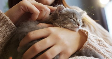 Close up of a cute sleeping kitty-cat in the woman's hands. Woman stroking her lovely little pet. Indoor
