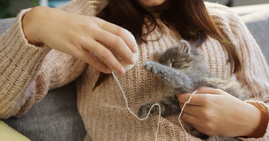 Close up of a little cat sitting on the young woman