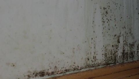 Mold in house. Black mold on walls 