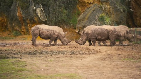 Rhinos in the nature reserve