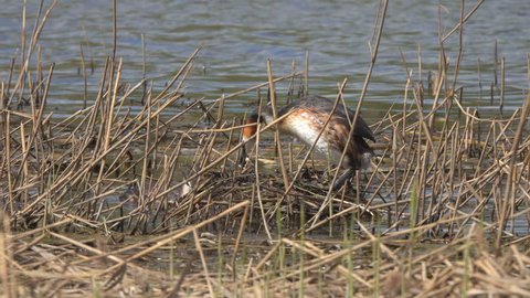 Great crested grebe (Podiceps cristatus) bird corrects the laying of eggs and sits on the nest