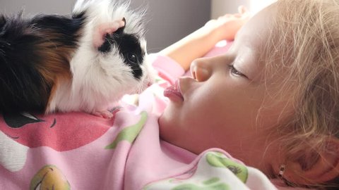 Funny kid girl play with cavy guinea pig kissing her muzzle - pet animal in childhood