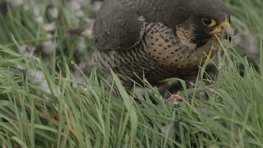 Peregrine falcon with hunted crow
