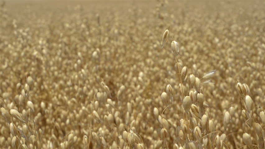 Heads of an oats crop on an Australian farm.