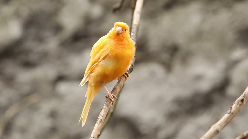 Canary bird staring at camera, shallow depth of field focus on the bird