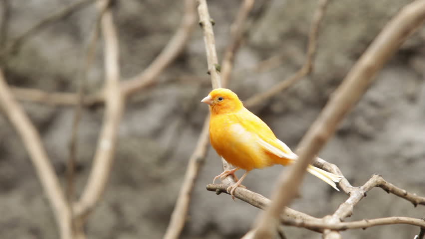 Canary bird staring at camera, shallow depth of field focus on the bird