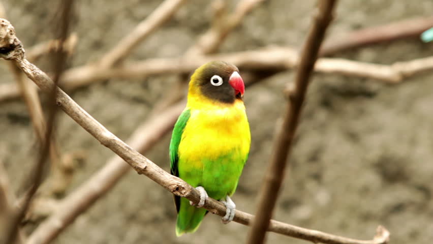 A black-faced, yellow breasted male Gouldian finch