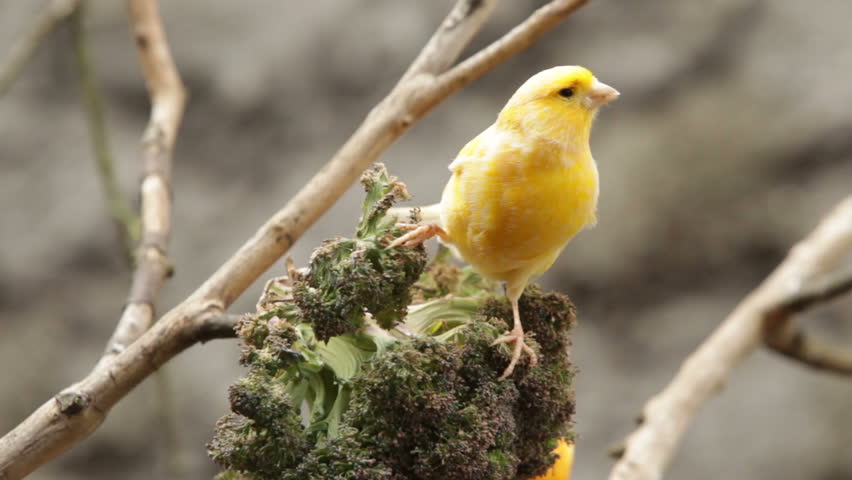 Canary bird eating, shallow depth of field focus on the bird