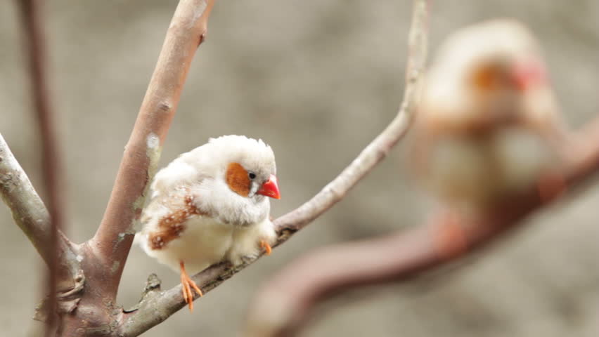 pair of zebra finch birds, male in focus in background female out of focus