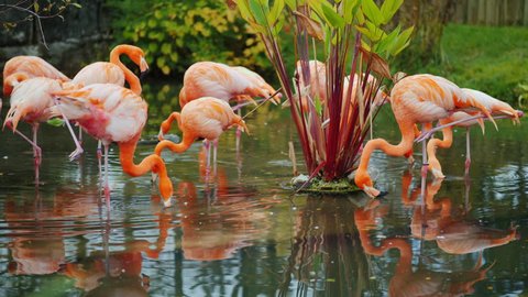 Magnificent American flamingos. A flock of beautiful pink birds