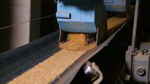 Grain moves along the conveyor belt. Wheat is transported by conveyor for drying and grinding in a mill. Wheat is ground into flour. Wheat grain on the conveyor.