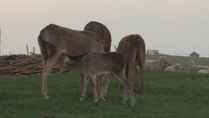 A donkey baby suckling from its mother .