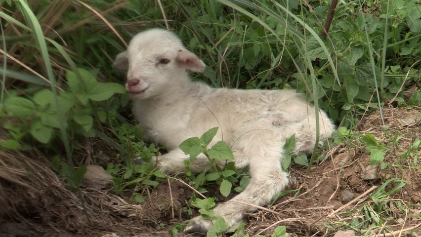 A newborn lamb sitting on lush green grass.