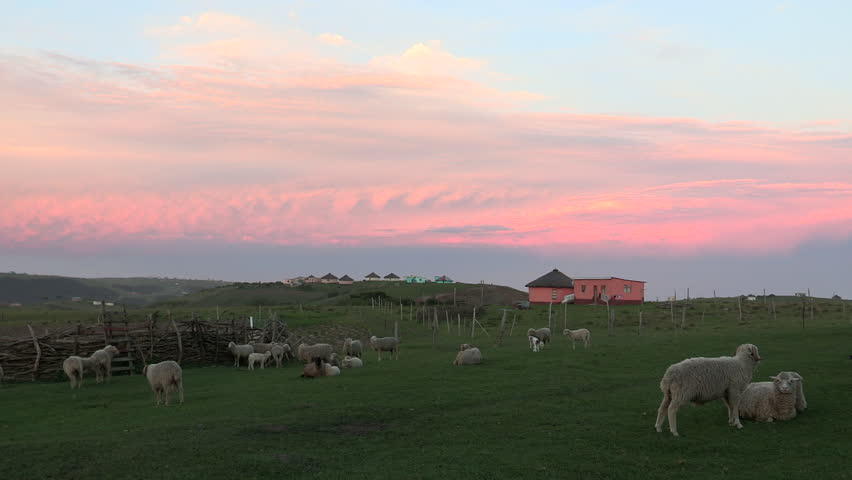 A wide shot of sheep at sunset in the Transkei .