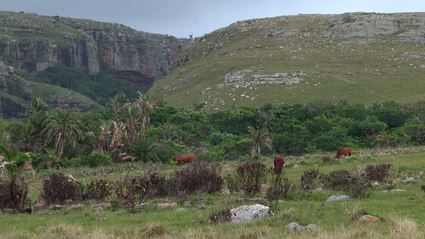 Cattle in beautiful Transkei scenery