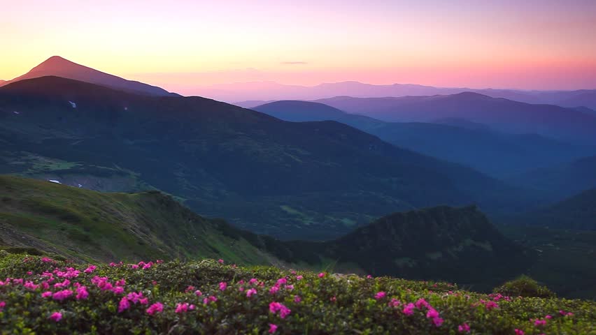 Magic pink rhododendron flowers on summer mountain. Carpathian, Ukraine. HD