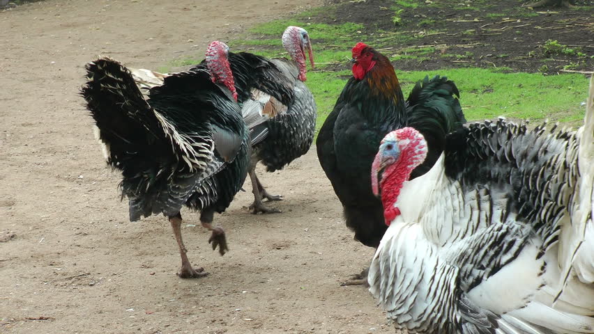 Domestic farm, turkey and rooster