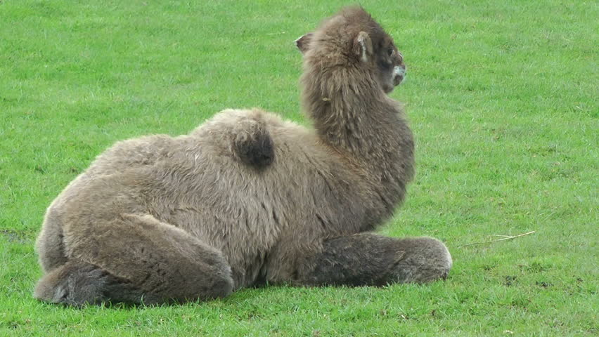 Camel cob resting on green meadow