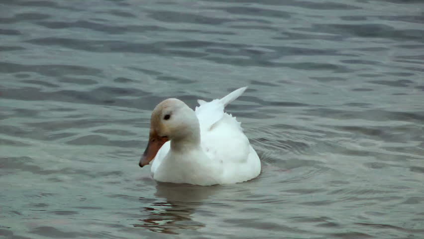 Beautifull white duck swimming