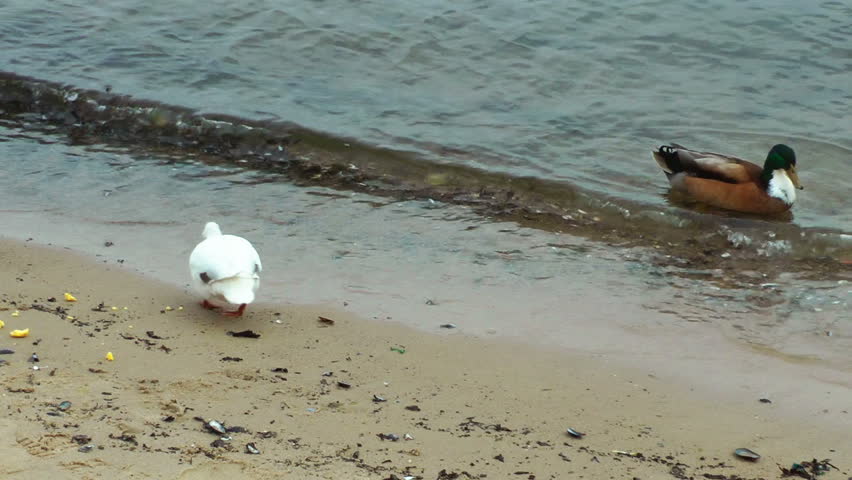 Ducks on the beach eating polenta