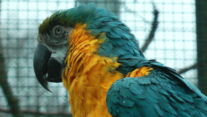 Colorful parrot closeup