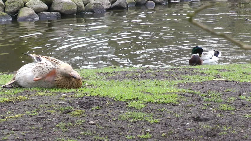 Domestic ducks near lake