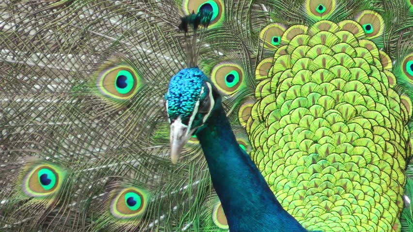 Beautiful peacock turning