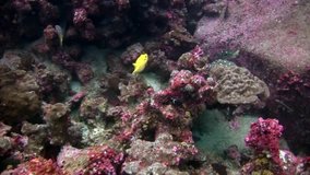 Bright yellow fish box pufferfish underwater in Galapagos. Unique beautiful video. Abyssal relax diving in world of wildlife. Landscape of sea and ocean.