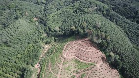 Deforestation. Aerial drone video clip of oil palm plantations beside tropical rainforest in Thailand