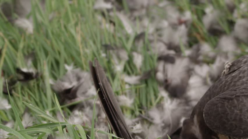 Peregrine falcon with hunted crow - 5k red epic footage